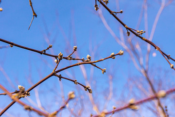 The branches of the bushes in spring against the sky, selective focus