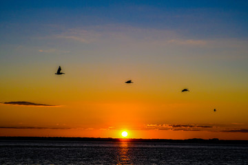 Fototapeta na wymiar Pelicans and sunset