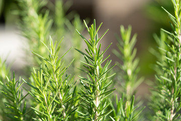 Rosemary