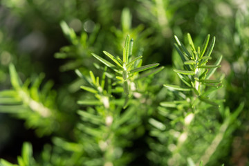 Rosemary