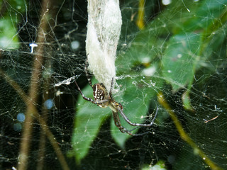 A large golden orb spider in its web in Niue