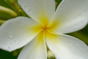 Fototapeta premium The yellow centre and stamens of a frangipani flower in Niue
