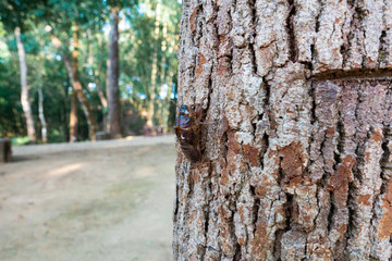 Cicada, a small jumping bug having a very loud noise, is on tree bark in a forest. It has at least...
