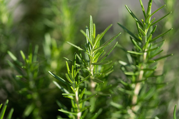 Rosemary