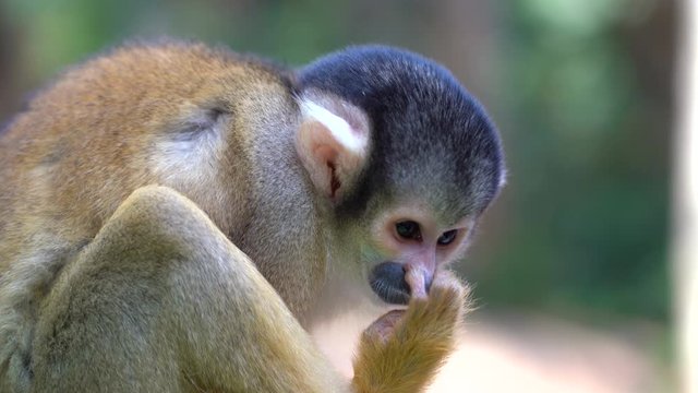 Beautiful fluffy squirrel monkey in the jungle wash and clean her fur. The saimiri monkey eats parasites from its fur. Cute squirrel monkey in the wild. Monkey park on the Japanese island Ishigaki