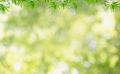 Bamboos green leaves and bamboo tree with bokeh in nature forest.