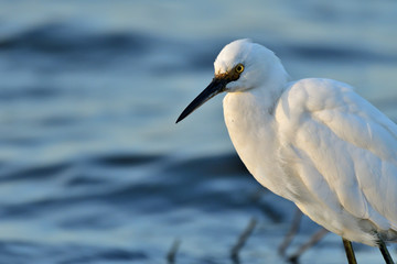 Obraz premium Snowy Egret