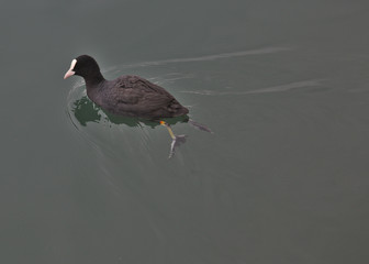 A Eurasian Coot (Fulica atra) swimming in lake Geneva, just outside Montreux, Switzerland.