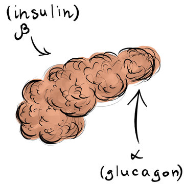 The pancreas and its hormones. Glucagon and insulin. Freehand sketchy drawing. Diabetes mellitus and other endocrinological diseases.