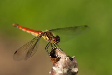 赤とんぼのアキアカネ羽を広げて止まる