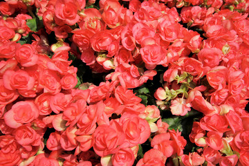 red roses back ground.