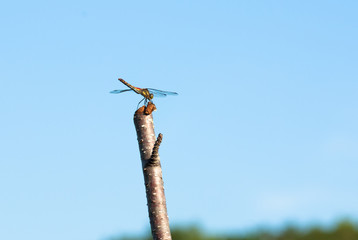 赤とんぼのアキアカネ羽を広げて止まる