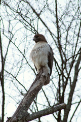 Hawk Sitting on a Tree