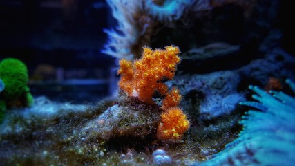 Orange soft Scleronephtya coral. - Dendronephtya sp.