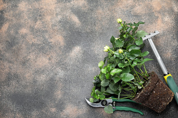 Gardening supplies with plant on grey background