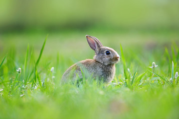 Fototapeta premium Easter bunny with brown rabbit on meadow and spring green grass background outdoor decorated for festival easter day - rabbit cute on nature