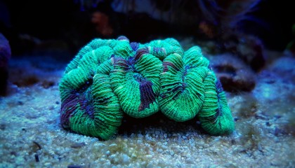 Wellsophyllia folded open brain LPS coral