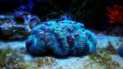 Wellsophyllia folded open brain LPS coral © Kolevski.V