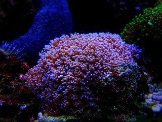 Big Hairy Mushroom - (Rhodactis indosinensis) 