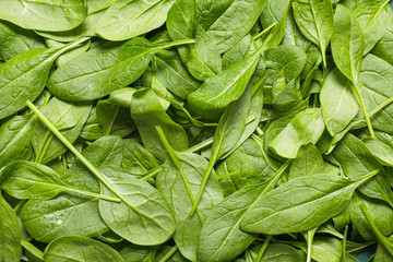 Fresh green spinach as background