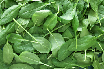 Fresh green spinach as background