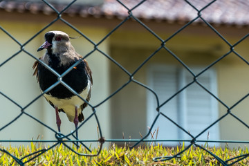 A small bird behind a wire fence.
