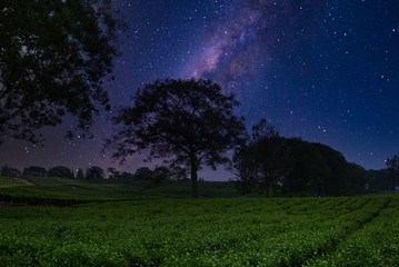 Fototapeta na wymiar Tea Fields Under Milkway Galaxy at Night