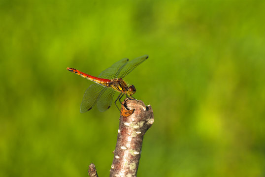 赤とんぼ の画像 8 819 件の Stock 写真 ベクターおよびビデオ Adobe Stock