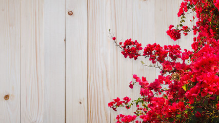 Red bougainvillea flower over wood background.