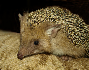 Gray steppe hedgehog looks into the camera lens