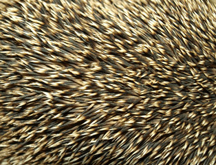 Gray and sharp thorns of the steppe hedgehog