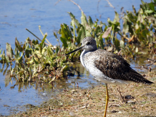 Water Fowl by the Shore