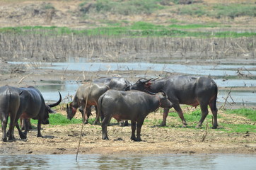 Fototapeta na wymiar Buffalos in the lagune