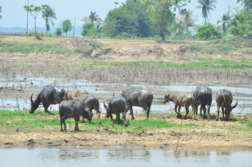 Obraz na płótnie Canvas Buffalos in the lagune