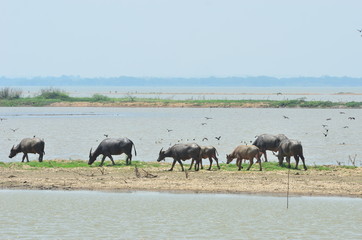 Fototapeta na wymiar Buffalos in the lagune
