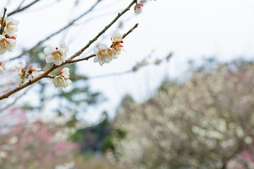 早春の梅園