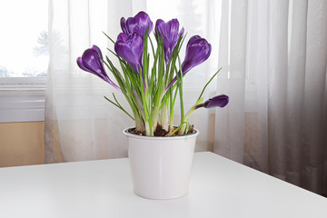 Purple crocus flowers on a table beside a window