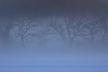 Fototapeta na wymiar 霧の雪景色