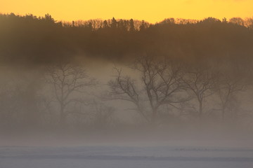 Fototapeta premium 霧の雪景色
