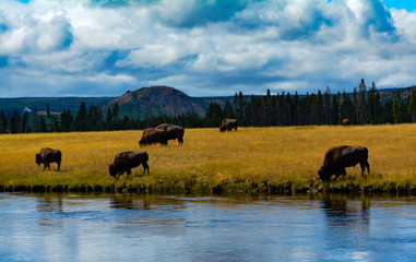 herd of cows grazing in the field