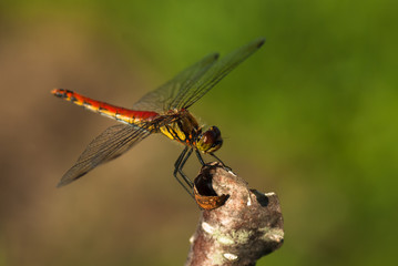 赤とんぼのアキアカネ羽を広げて止まる
