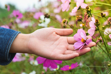 Fototapeta na wymiar hand flowers Background and beauty