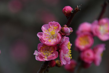 「楊貴妃（ようきひ）」という名前の紅梅。