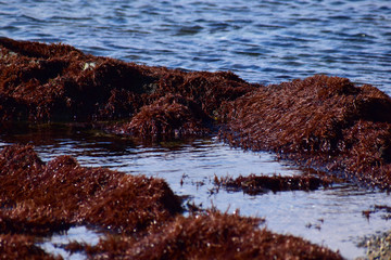 Fototapeta na wymiar フノリが生える海岸の岩