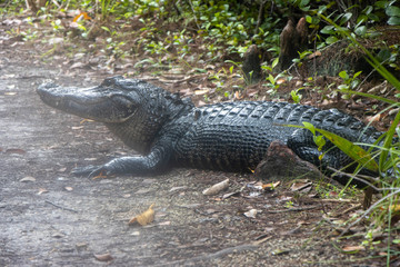 crocodile with mouth open