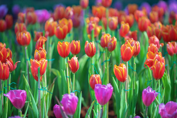 Fototapeta premium Natural view of tulip flowers bloom in garden with arange tulips as morning spring background