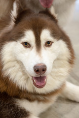 Obraz premium Close-up Head of peeking Siberian Husky Dog with dark eyes