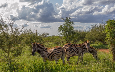 Naklejka premium Zebras isolated in the African bush with stormy clouds overhead image in horizontal format