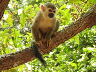 monkey titi wathing in the tree