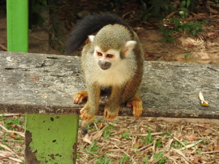 monkey titi alone and in expectation